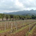 Enogastronomía, vino y tradición culinaria de la Isla de Elba